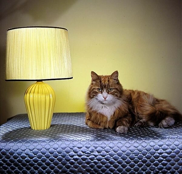 A cat sitting beside a yellow lampshade circa 1960
