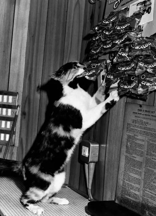 Framed Print : Cat stealing packet pork scratchings Squeak pub cat belongs to Marjorie Birchall Roebuck