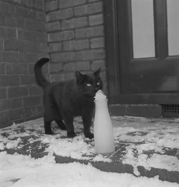 This cat takes advantage of the cold weather to get at the frozen milk Animal