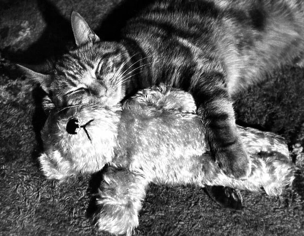 Cat and teddy bear hugging circa 1951