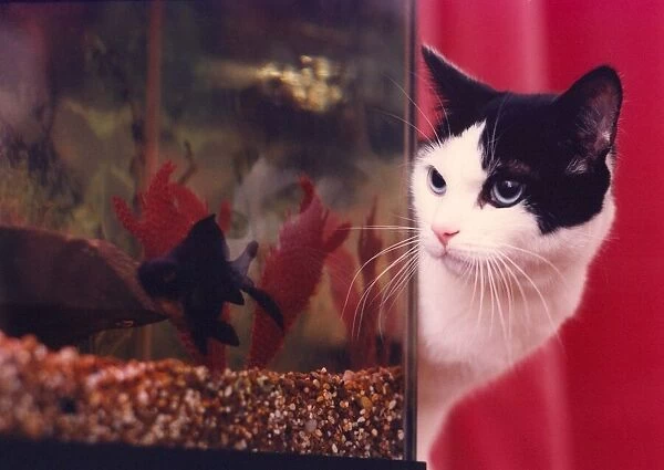A cat watching some fish