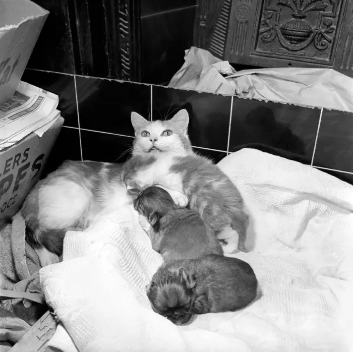 Framed Print : Cat who is fostering abandoned puppies. 1959 Framed Print : Cat who is fostering abandoned puppies. 1959