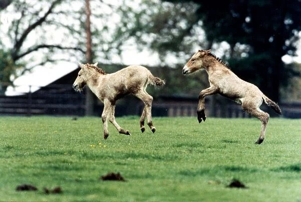 Catch me if you can! - Two Przewalskis Foals playing at Whipsnade Wild Animal Park