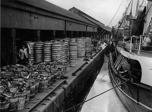 Catch being landed at Hulls Fish Dock at St Andrews Dock. Circa 1955