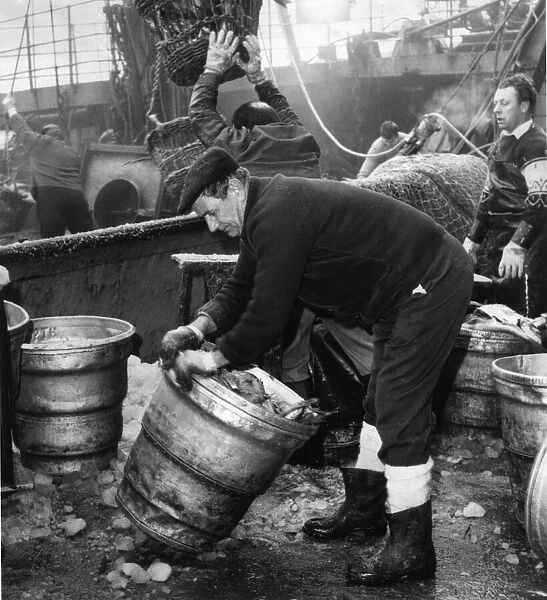 The catch being landed at Hulls Fish Dock at St Andrews Dock. Circa 1970