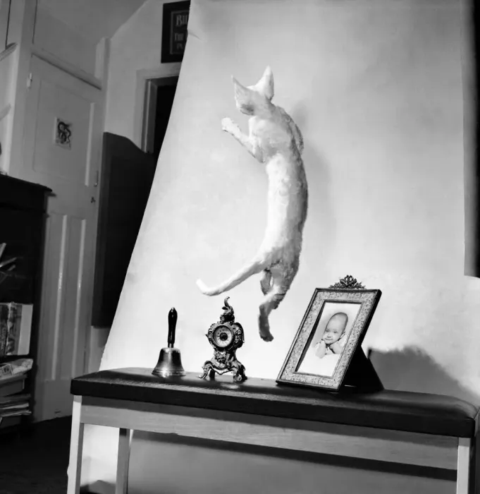 Framed Print : Cats: When it comes to getting off the ground then five-months old Bianco Framed Print : Cats: When it comes to getting off the ground then five-months old Bianco