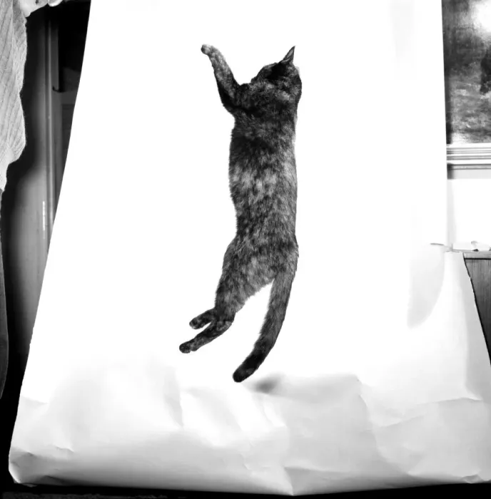 Framed Print : Cats: When it comes to getting off the ground then five-months old Bianco Framed Print : Cats: When it comes to getting off the ground then five-months old Bianco
