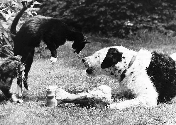 Cats and Dogs playing around a bone
