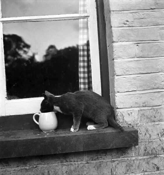 Cats at the home of Jonquil Antony. September 1953 D6216-002
