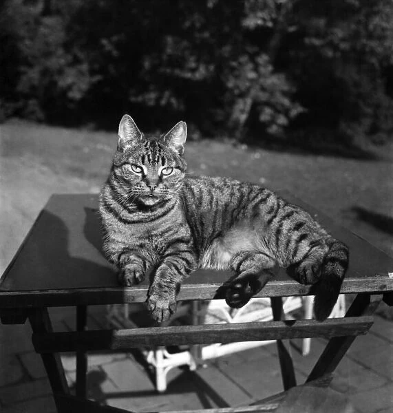 Cats at the home of Jonquil Antony. September 1953 D6216-003