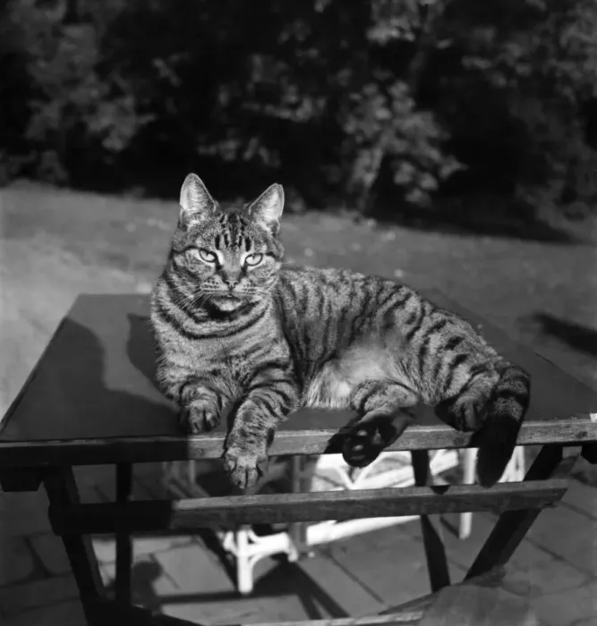Framed Print : Cats at the home of Jonquil Antony. September 1953 D6216-003