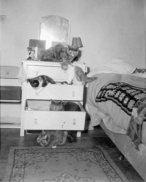 Cats Hotel Five cats and kitten occupy a chest of draws in a bedroom