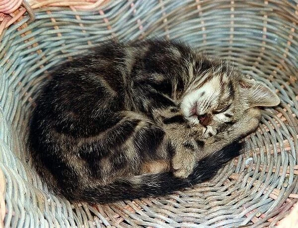 Cats Kitten asleep in Basket