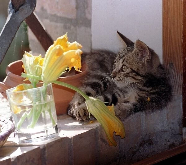 Cats Kitten playing with flower