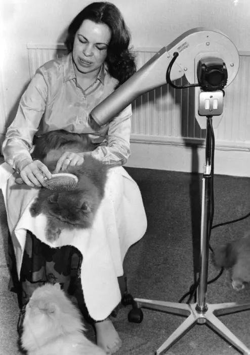 Framed Print : Cats - Mrs Gail Miller using a hairdryer and brush to groom one of her cats - 16th Jan Framed Print : Cats - Mrs Gail Miller using a hairdryer and brush to groom one of her cats - 16th Jan