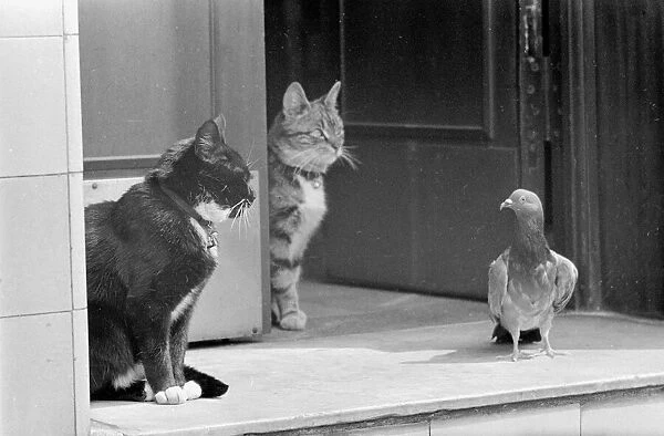 Two cats with Pigeon Animals on doorstep