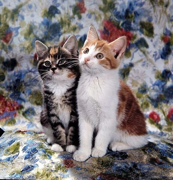 Two cats sat on a floral pattern circa 1960