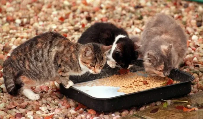 Framed Print : Cats at Sheriff Kieran McLernans holiday farm Peockstone Farm Framed Print : Cats at Sheriff Kieran McLernans holiday farm Peockstone Farm