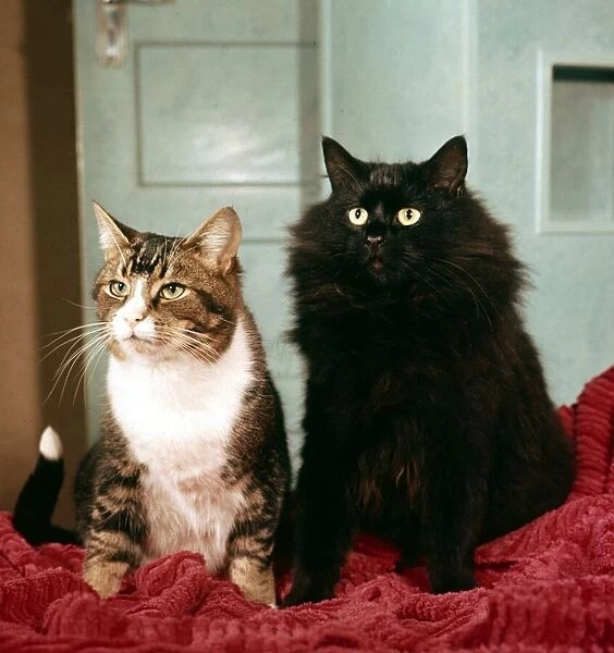 Two cats sitting together January 1972
