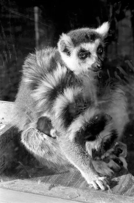 Framed Print : Catta the Ring Tailed Lemur. April 1968 Framed Print : Catta the Ring Tailed Lemur. April 1968