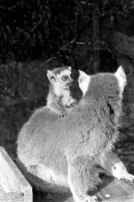 Framed Print : Catta the Ring Tailed Lemur seen here with her baby. April 1968 Framed Print : Catta the Ring Tailed Lemur seen here with her baby. April 1968