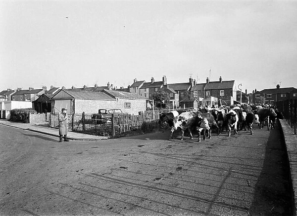 Cattle are driven to market in Banbury, Oxfordshire. 17th May 1968