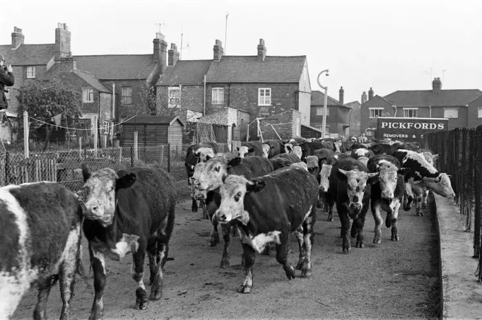 Framed Print : Cattle are driven to market in Banbury, Oxfordshire. 17th May 1968