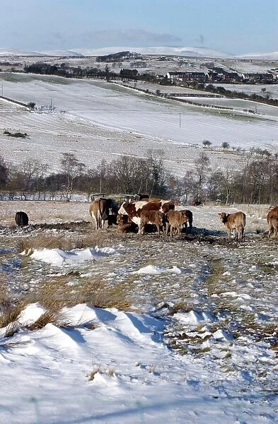 Cattle feeding on the hills