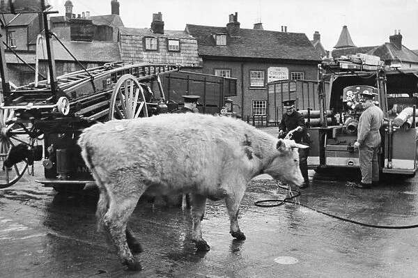 Cattle from a field at Waltham Abbey, Essex, seen roaming through the local Fire Station