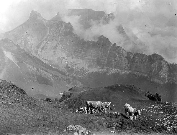 Cattle on the mountain slopes at Schynige Platte in Switzerland August 1929