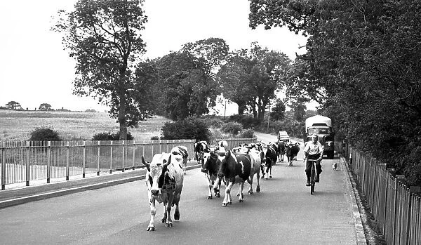 Cattle being moved in Astley Road, Nuneaton. 26th July 1967