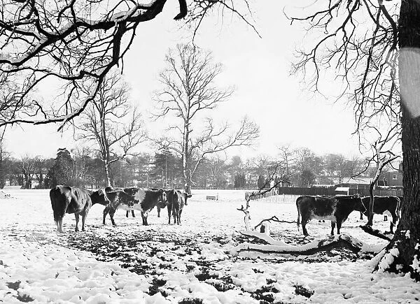 Cattle pictured in the snow at Shenley, Hertfordshire, January 1935