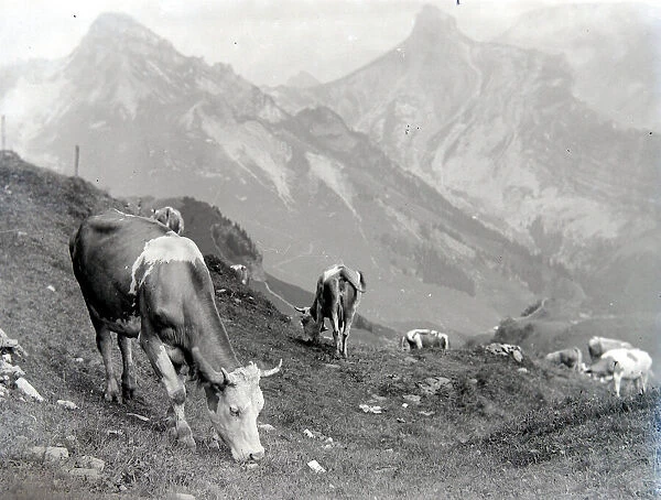 Cattle of the Schynige Platte in Switzerland August 1929 Alf 186