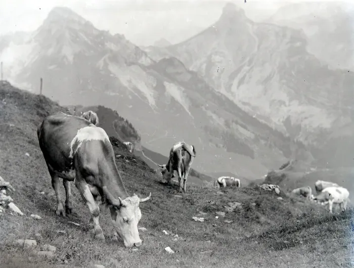 Framed Print : Cattle of the Schynige Platte in Switzerland August 1929 Alf 186