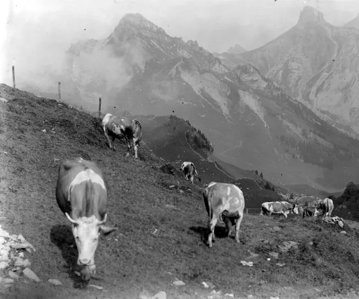 Framed Print : Cattle of the Schynige Platte in Switzerland August 1929 Alf 186 Framed Print : Cattle of the Schynige Platte in Switzerland August 1929 Alf 186
