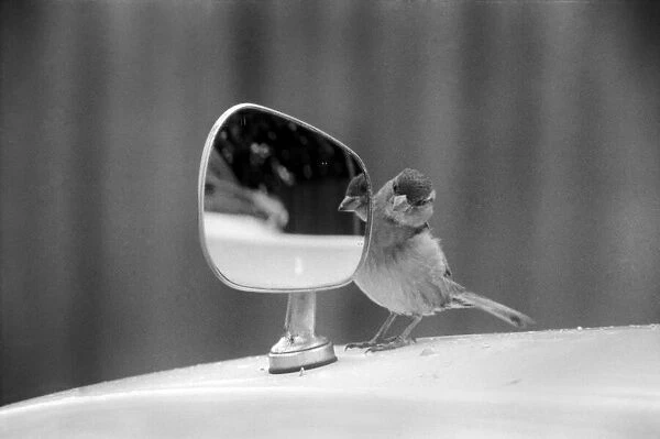 Caught vanily preening, this sparrow had perched itself on a wing mirror of a car in