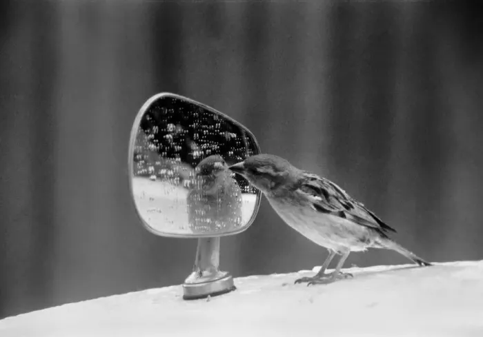 Framed Print : Caught vanily preening, this sparrow had perched itself on a wing mirror of a car in Framed Print : Caught vanily preening, this sparrow had perched itself on a wing mirror of a car in