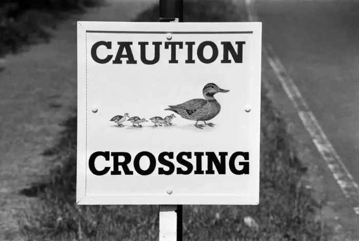 Framed Print : Caution, Duck Crossing Sign at the Village of Sherfield on Loddon, North Hampshire