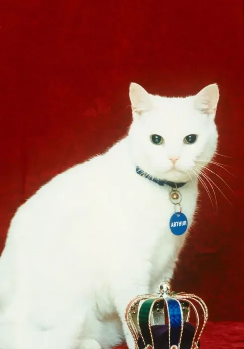 Framed Print : Celebrity pets Feature. Arthur from the Cat food advert. October 1995
