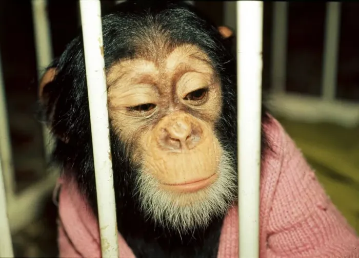 Framed Print : Chad, the 10 months old baby chimpanzee at Chester Zoo looking through bars Framed Print : Chad, the 10 months old baby chimpanzee at Chester Zoo looking through bars