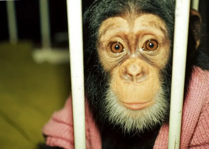 Framed Print : Chad, the 10 months old baby chimpanzee at Chester Zoo looking through bars Framed Print : Chad, the 10 months old baby chimpanzee at Chester Zoo looking through bars