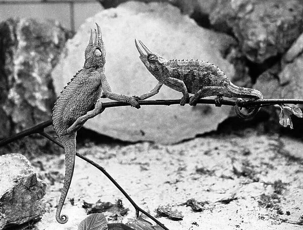 Two chameleons shake hands on a twig. P006124
