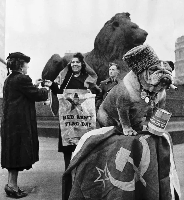Framed Print : Champion Bosworth Queen known as Queenie a champion bulldog sits in Trafalgar Square in Framed Print : Champion Bosworth Queen known as Queenie a champion bulldog sits in Trafalgar Square in