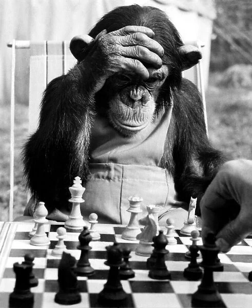The Champion Chimps. 'Pepe', the chess champion of Chimp Town