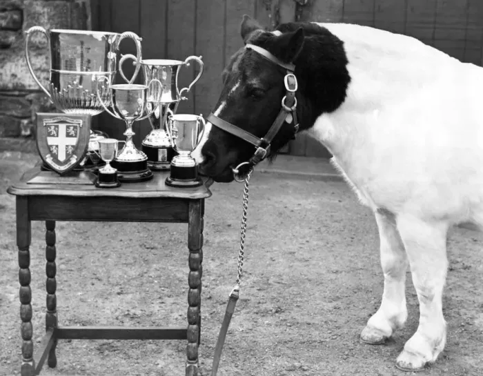 Framed Print : Champion pit pony Pride seems to be taking a special pride in looking over these trophies