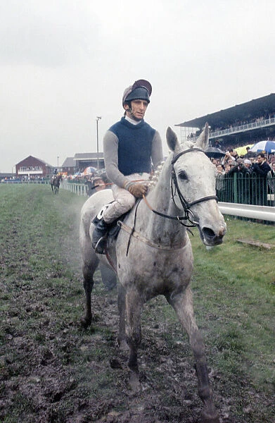 Champion racehorse Desert Orchid after taking first place in the Gold Cup race at