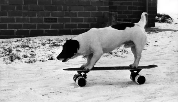 Framed Print : Chango the skateboarding Jack Russell Terrier on 13th December 1981 Framed Print : Chango the skateboarding Jack Russell Terrier on 13th December 1981