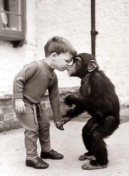 Charles the Chimp with boy David Cawley Chimpanzee and child kissing 1970s