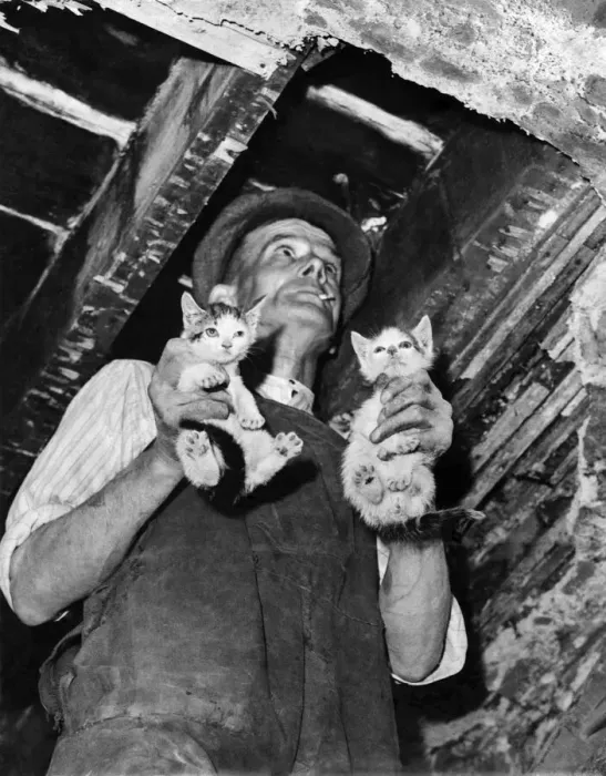 Framed Print : Charles Culverhouse bring out two kittens after tearing away the floorboards