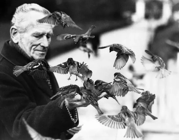 Framed Print : Charles Handley charms birds out of trees. He simply stands there Framed Print : Charles Handley charms birds out of trees. He simply stands there